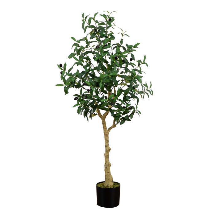 4' Olive Tree