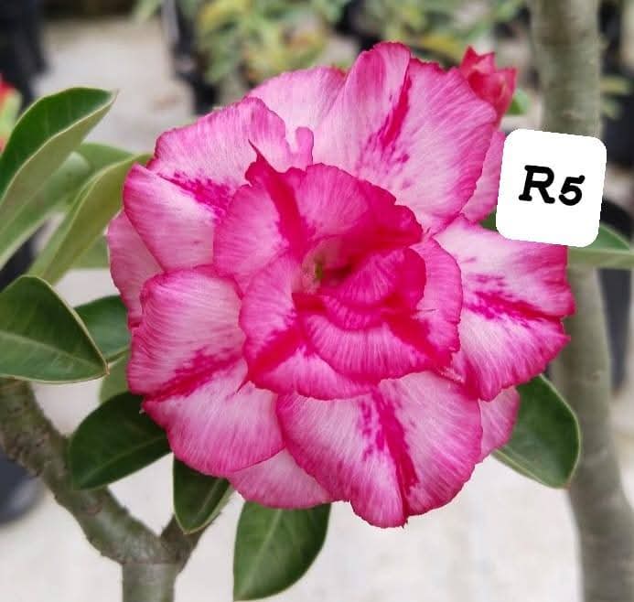 Adenium plant (desert rose) white pink stripe colour flower