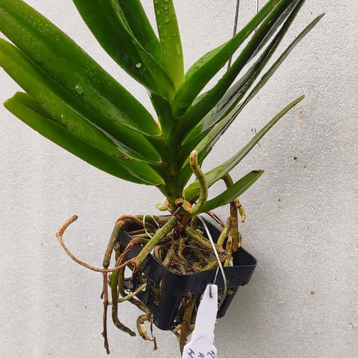 Aerides houlletiana Alba x Aerides falcata Alba (Alba Hybrid Aerides Orchid)