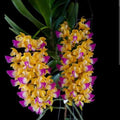 Aerides houlletiana (Golden Aerides Orchid)