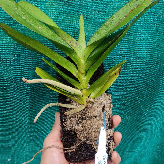 Aerides houlletiana (Golden Aerides Orchid)