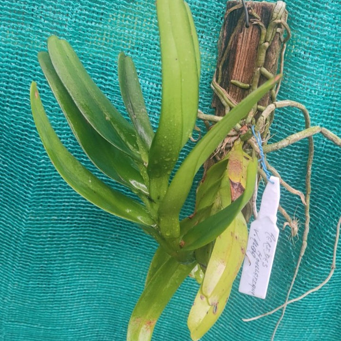 Aerides houlletiana var. alba (White Golden Aerides Orchid)