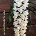Aerides odorata alba (White Fragrant Aerides Orchid)