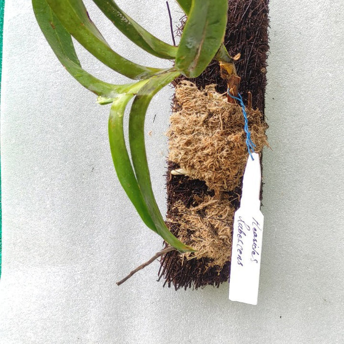 Aerides rubescens (Blushing Aerides Orchid)