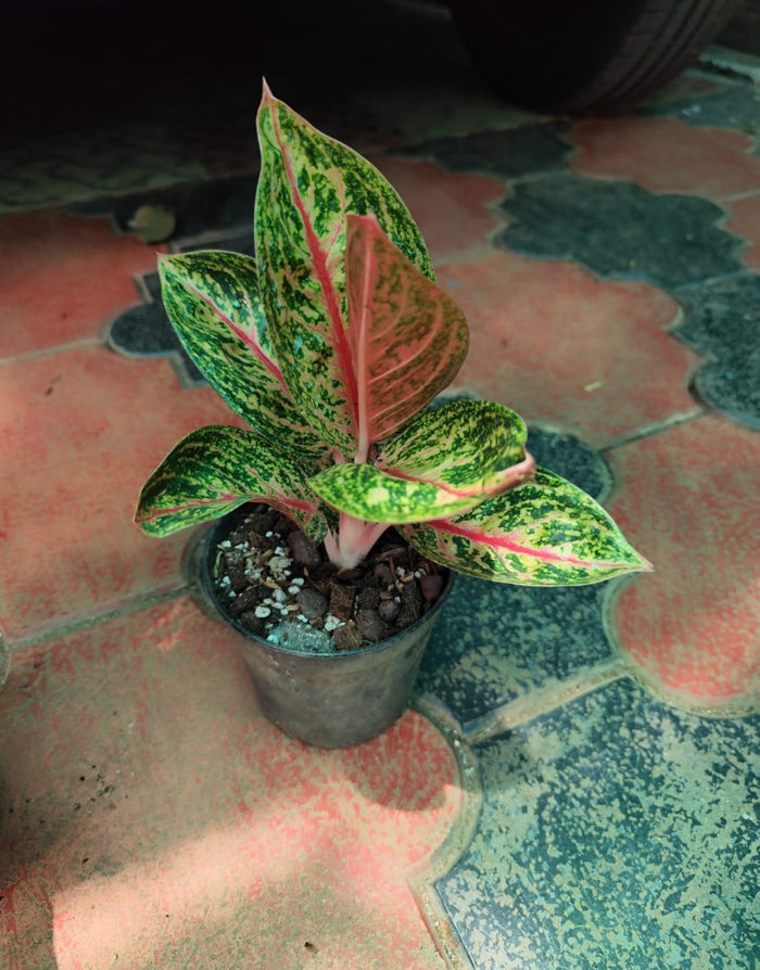 Aglonima Widrui plant