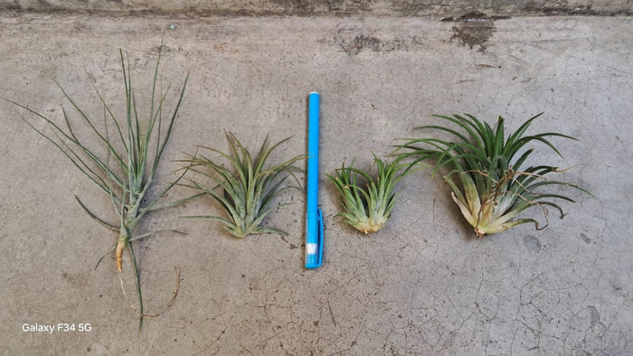 Air plant (No water or soil needed)