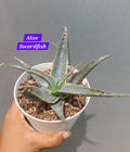 Aloe Swordfish