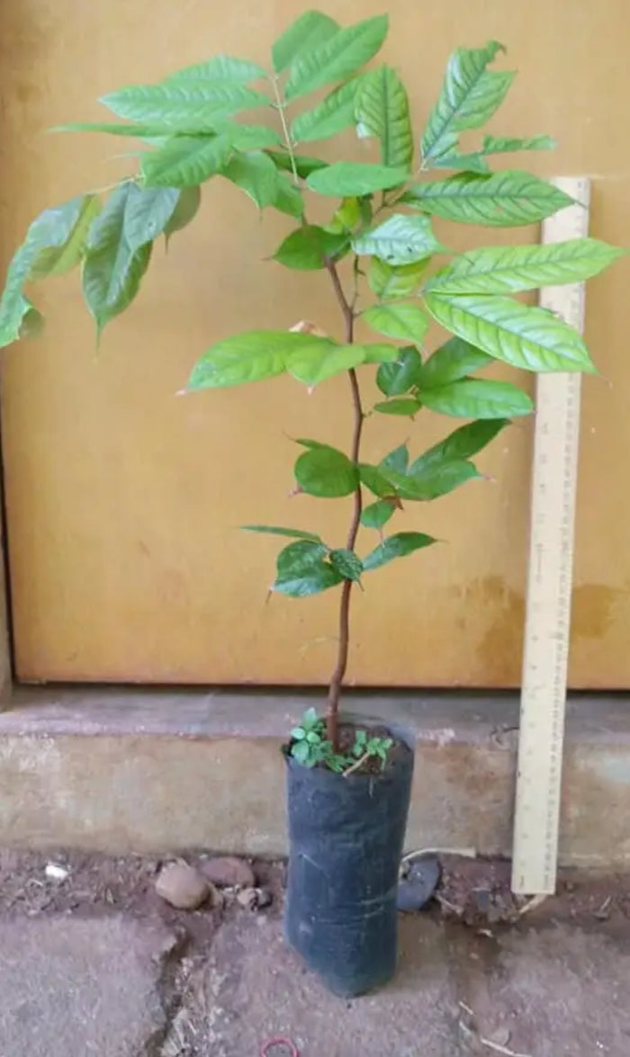 Amherstia Nobilis ( Pride of Burma/ Queen of Flowering Trees) live plant