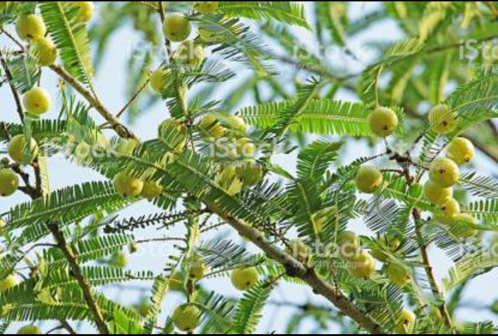 Amla fruit plant