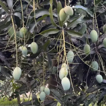 Amrapali Mango Plant – Grafted Mango Tree