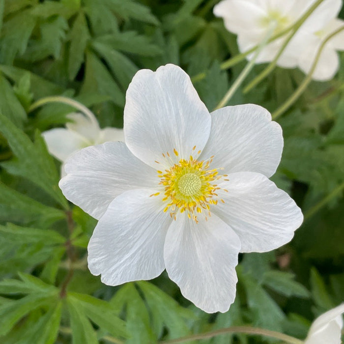 Anemone 'Pocahontas' (Windflower)