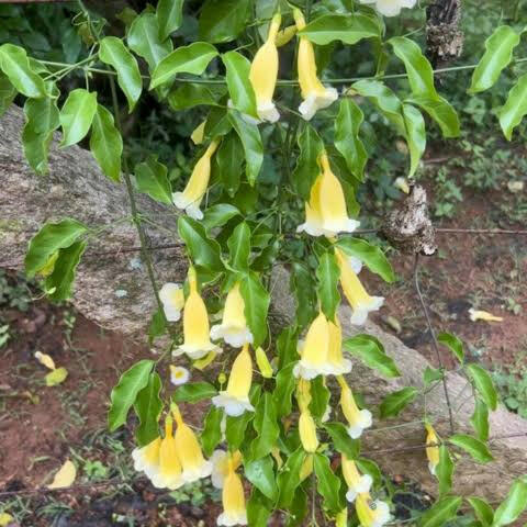 Aneomopegma Creeper | Yellow Bell Flower Vine for Garden Walls