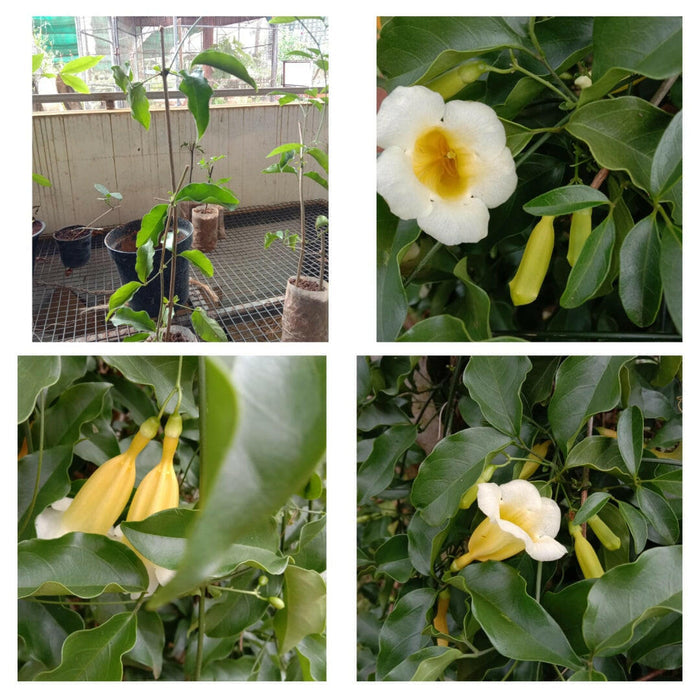 Aneomopegma Creeper | Yellow Bell Flower Vine for Garden Walls