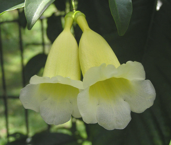 Aneomopegma Creeper | Yellow Bell Flower Vine for Garden Walls