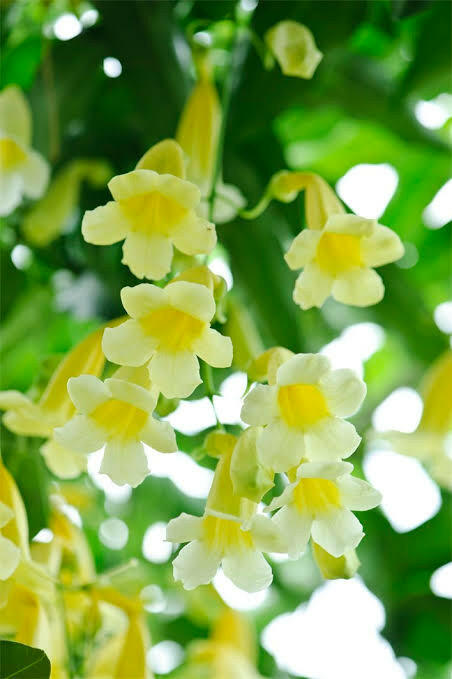 Aneomopegma Creeper | Yellow Bell Flower Vine for Garden Walls