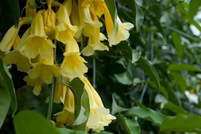 Aneomopegma Creeper | Yellow Bell Flower Vine for Garden Walls