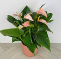 Anthurium Andreanum Joli Peach (Semishade plant)/indoor plant for home/low maintenance plant
