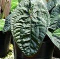 Anthurium David Portilla Plant