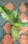 Anthurium Hookeri Pink tricolour plant