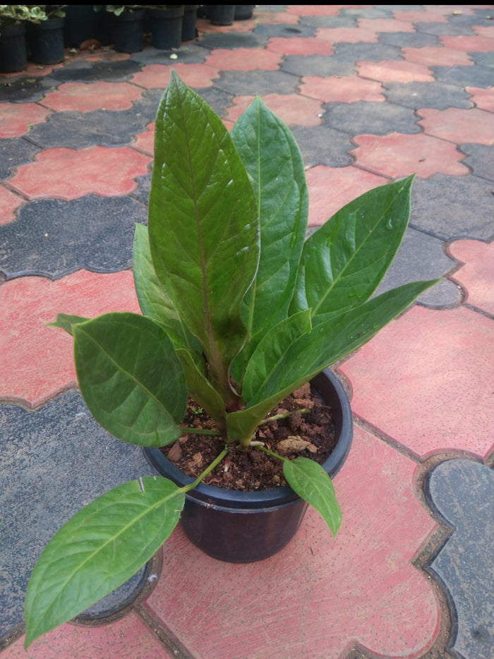 Anthurium Jenmanii Plant