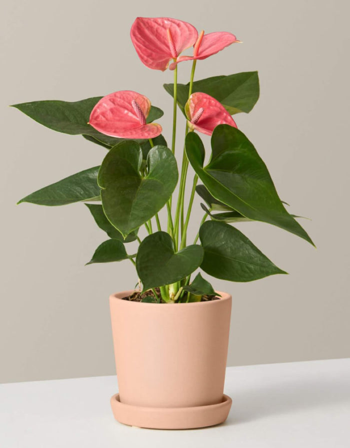Anthurium pink/indoor plant for home/low maintenance plant