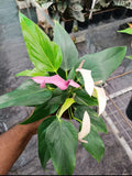 Anthurium Purple Flame plant