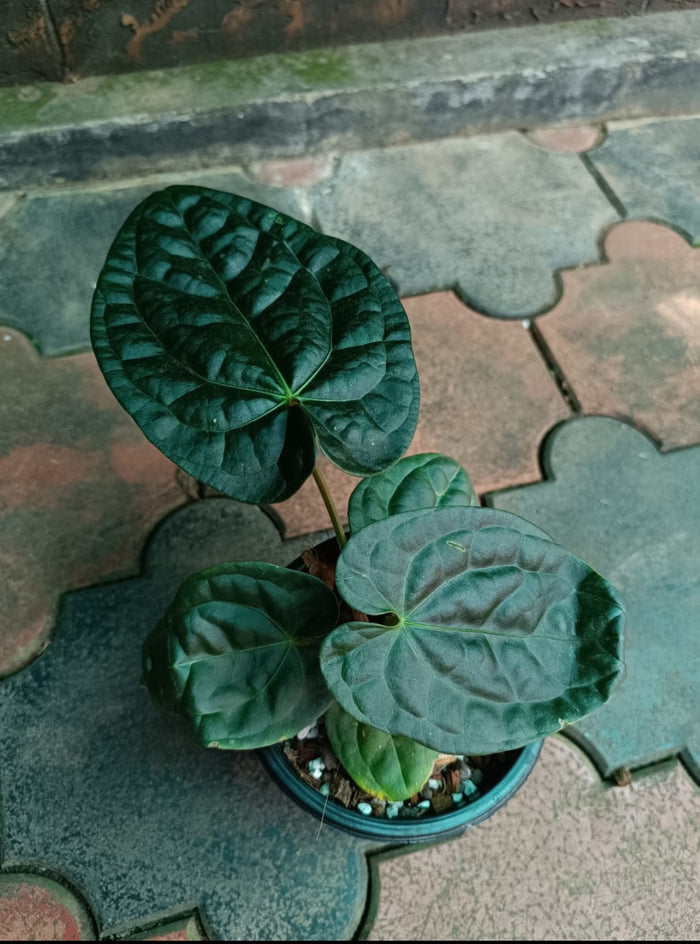 Anthurium Raven Soul - Anthurium (Crystallinum x Luxurians)