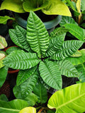 Anthurium Reflexinervium (Semishade)