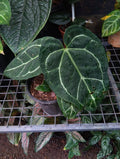 Anthurium Regale aff x Crystallinum Dark