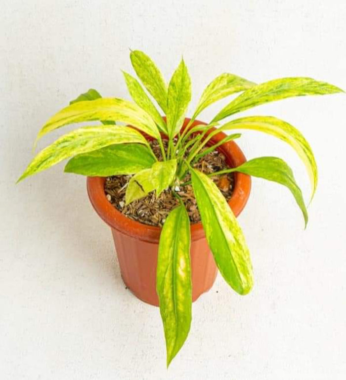 Anthurium Vittarifolium Aurea Veriegated plant