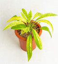 Anthurium Vittarifolium Aurea Veriegated plant