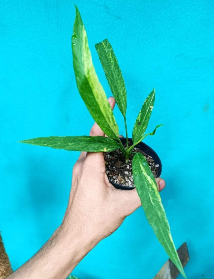 Anthurium Vittarifolium Aurea Veriegated plant