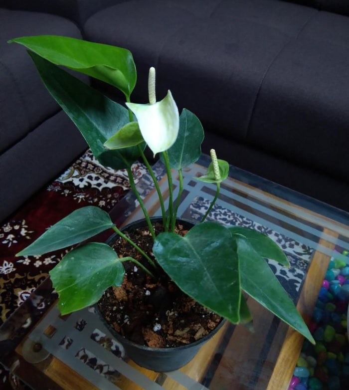 Anthurium (White)/indoor plant for home/low maintenance plant