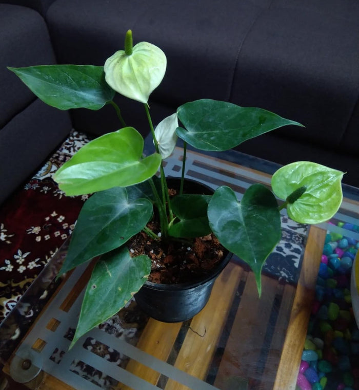 Anthurium Yellow /indoor plant for home/low maintenance plant
