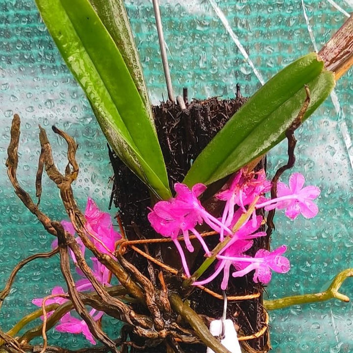 Ascocentrum ampullaceum (Mini Fire Orchid)