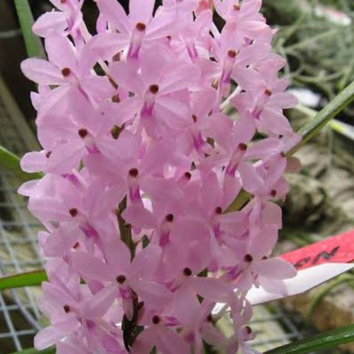 Ascocentrum christensonianum (Pink Ascocentrum Orchid)
