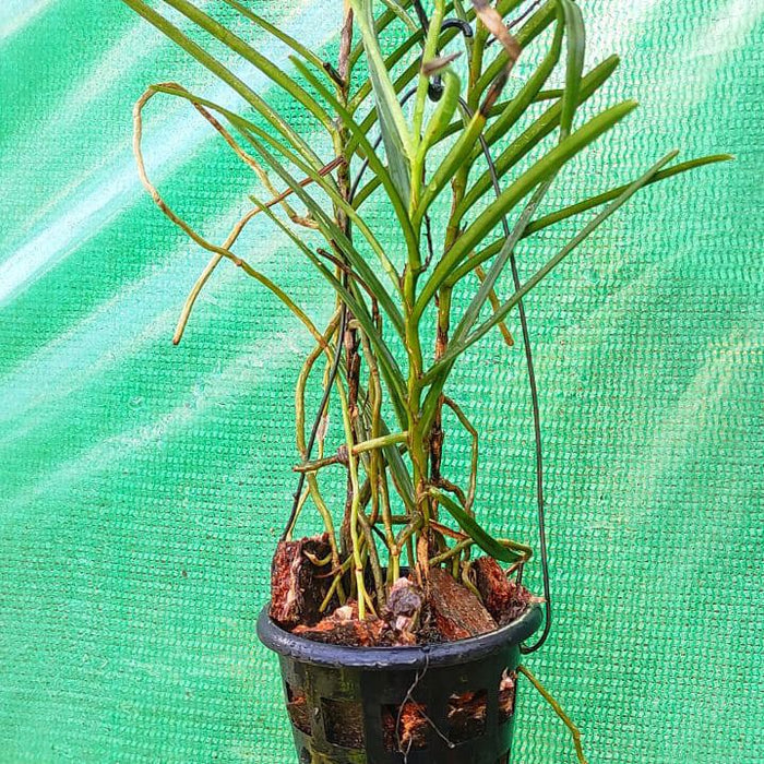 Ascocentrum christensonianum (Pink Ascocentrum Orchid)