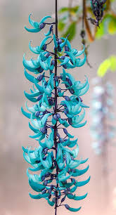 Ashiyana Blue jade Vine (Neel Kamal Bel) Premium Vine