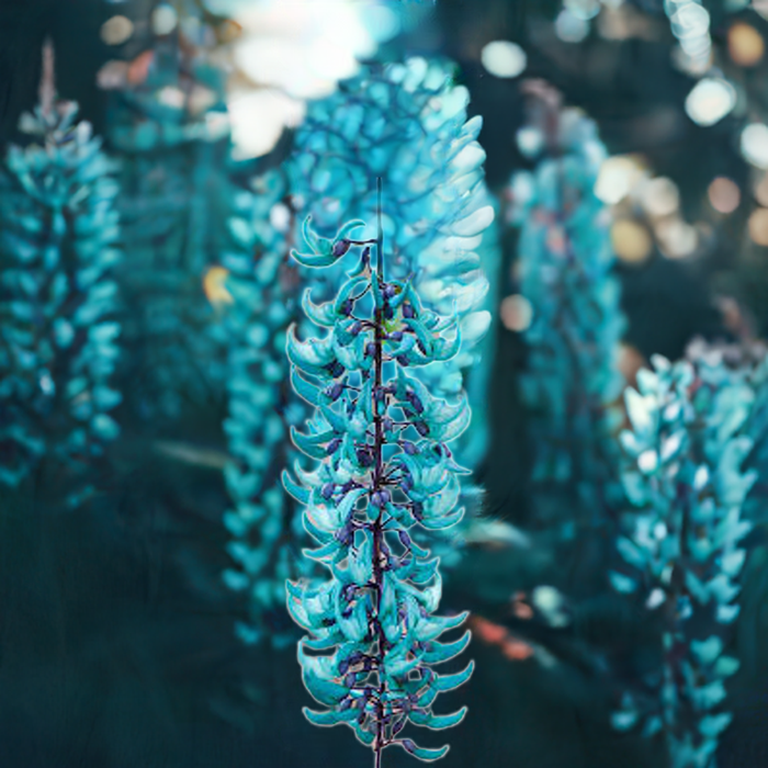 Ashiyana Blue jade Vine (Neel Kamal Bel) Premium Vine