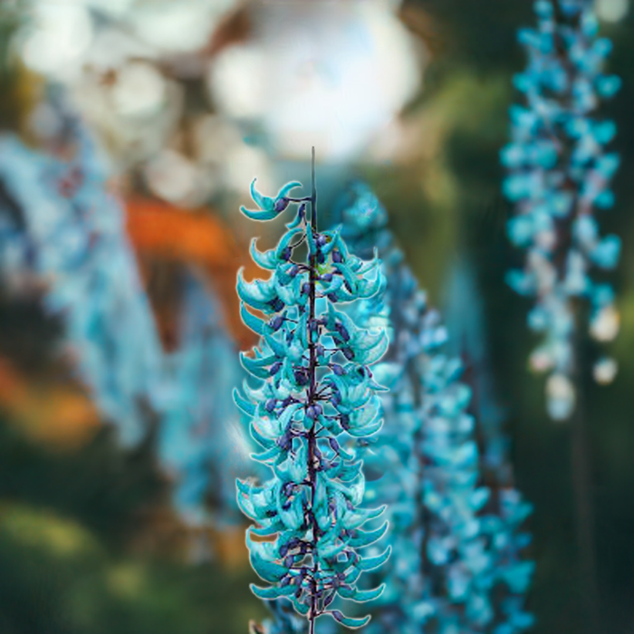 Ashiyana Blue jade Vine (Neel Kamal Bel) Premium Vine