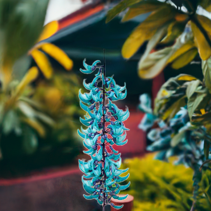 Ashiyana Blue jade Vine (Neel Kamal Bel) Premium Vine