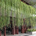 Curtain creeper vine flowering creeper plant for Indian garden by Ashiyana Store