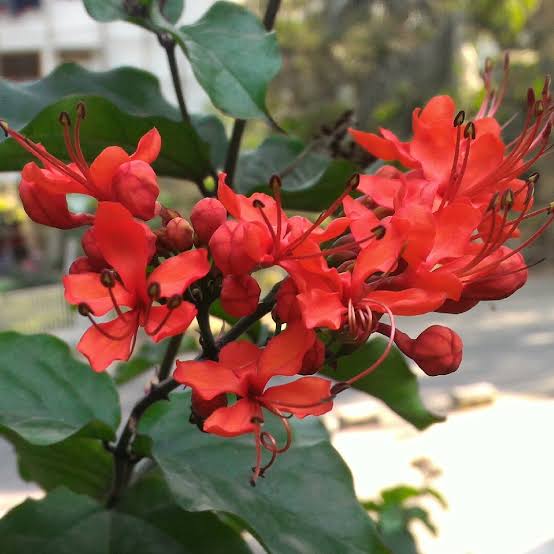 Ashiyana Rang-E-Shaurya Jyoti Vine (live plant)