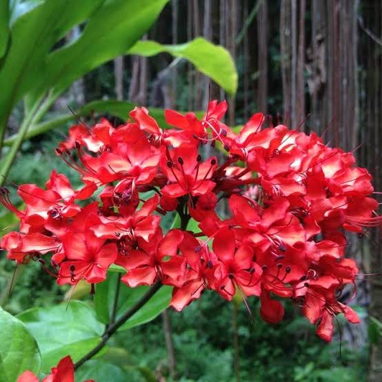 Ashiyana Rang-E-Shaurya Jyoti Vine (live plant)