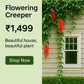 Red jade Vine flowering creeper plant for Indian garden by Ashiyana Store