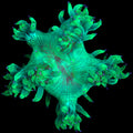 Aussie Elegance Coral