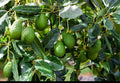 Avacado fruit plant