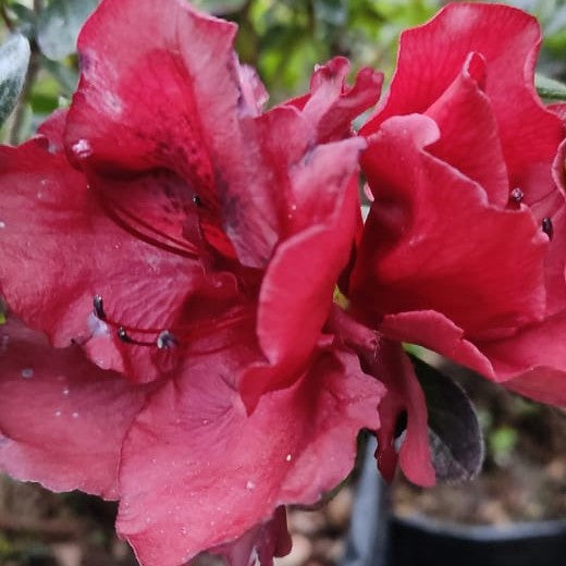 Azalea indica (Azalea Plant)