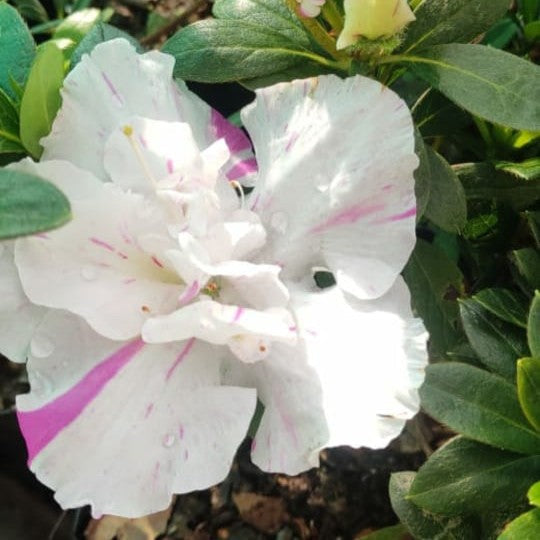 Azalea indica (Azalea Plant)