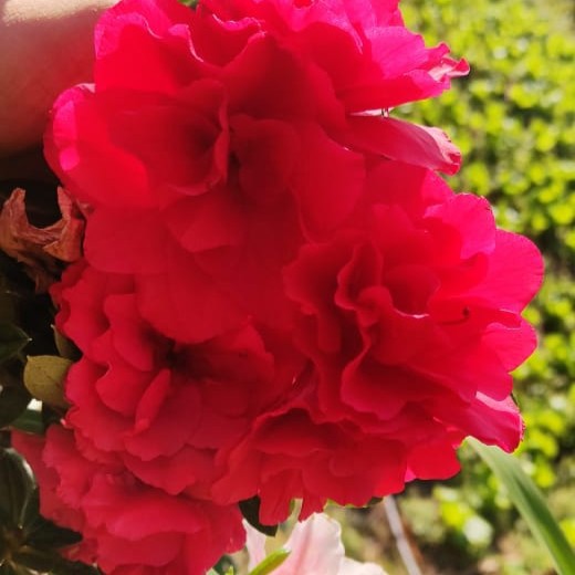 Azalea indica (Azalea Plant)